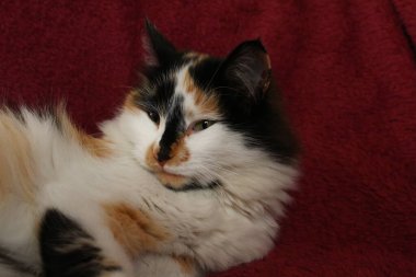 Mor yatak örtüsünün üzerinde yatan uykulu tüylü kedi.