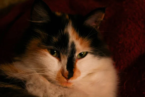 Sleepy Fluffy Cat Lying Purple Bed Blanket — Stock Photo, Image