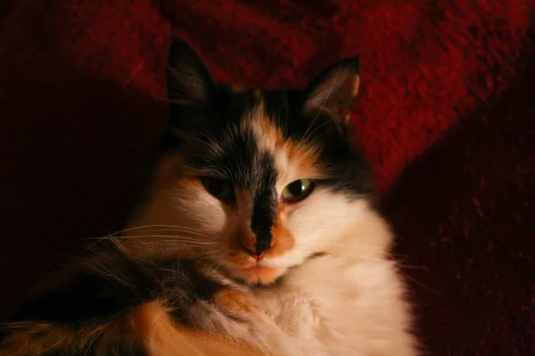 Sleepy Fluffy Cat Lying Purple Bed Blanket — Stock Photo, Image