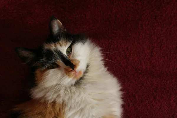 Sleepy Fluffy Cat Lying Purple Bed Blanket — Stock Photo, Image