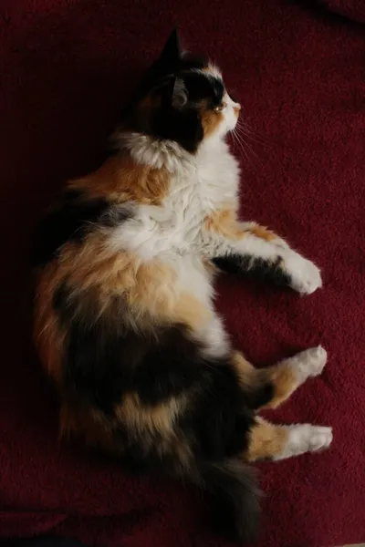 Sleepy Fluffy Cat Lying Purple Bed Blanket — Stock Photo, Image