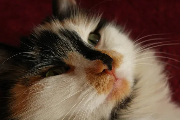 Schläfrige Flauschige Katze Liegt Auf Lila Bettdecke — Stockfoto