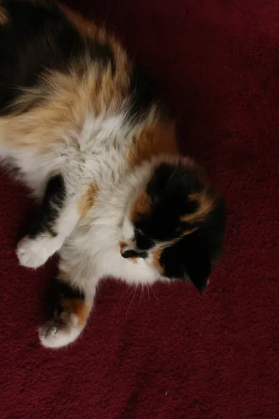 Sleepy Fluffy Cat Lying Purple Bed Blanket — Stock Photo, Image