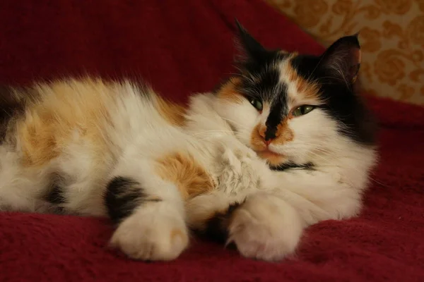 Sleepy Fluffy Cat Lying Purple Bed Blanket — Stock Photo, Image