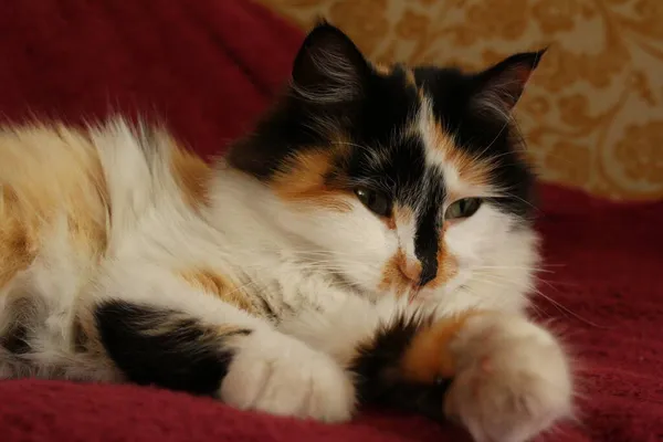 Сонная Пушистая Кошка Лежит Пурпурном Одеяле — стоковое фото