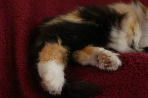 Mor Yatak Örtüsünün Üzerinde Yatan Uykulu Tüylü Kedi — Stok fotoğraf