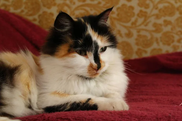 Mor yatak örtüsünün üzerinde yatan uykulu tüylü kedi.