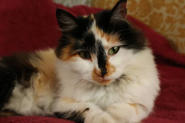보라색 복슬복슬 고양이 — 스톡 사진