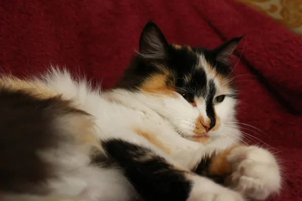 Νυσταγμένη Χνουδωτή Γάτα Ξαπλωμένη Μωβ Κουβέρτα — Φωτογραφία Αρχείου