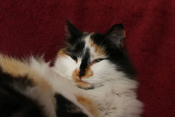 Ospalý Nadýchaný Kočka Ležící Fialové Posteli Přikrývky — Stock fotografie
