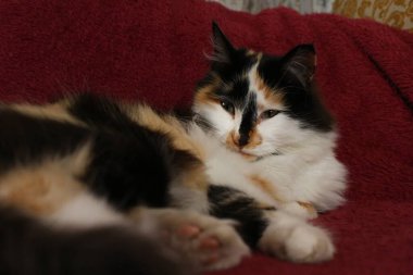 Mor yatak örtüsünün üzerinde yatan uykulu tüylü kedi.