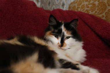 Mor yatak örtüsünün üzerinde yatan uykulu tüylü kedi.