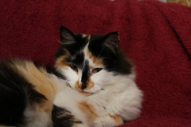 Mor yatak örtüsünün üzerinde yatan uykulu tüylü kedi.