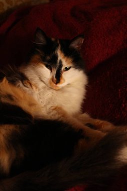 Mor yatak örtüsünün üzerinde yatan uykulu tüylü kedi.