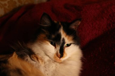 Mor yatak örtüsünün üzerinde yatan uykulu tüylü kedi.