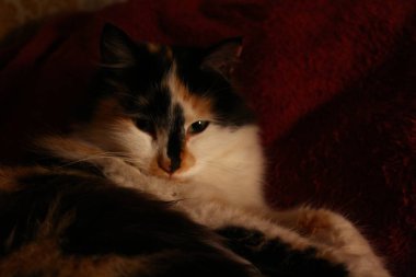 Mor yatak örtüsünün üzerinde yatan uykulu tüylü kedi.