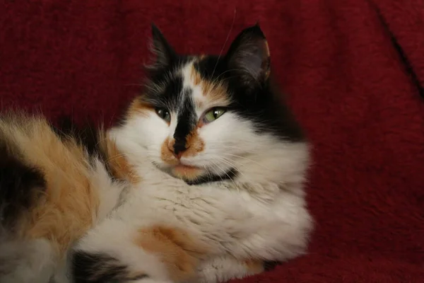 Sleepy Fluffy Cat Lying Purple Bed Blanket — Stock Photo, Image