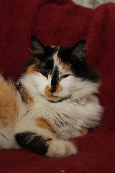 Сонная Пушистая Кошка Лежит Пурпурном Одеяле — стоковое фото