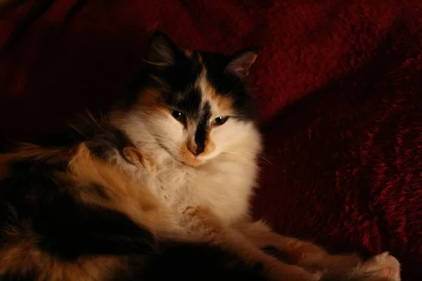 Schläfrige Flauschige Katze Liegt Auf Lila Bettdecke — Stockfoto