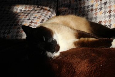 Tayland Siyam Kedileri Günü Koç 'u hayal ediyor