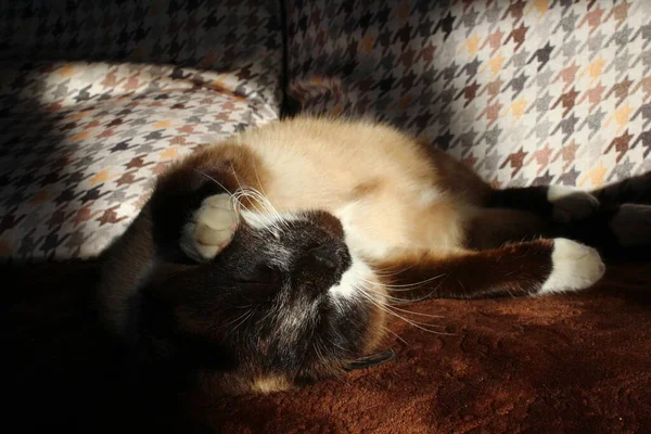 Thai Siamese Katt Dag Drömmer Tränare — Stockfoto