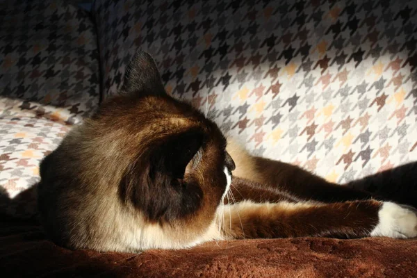 Tailandês Siamês Gato Dia Sonhando Com Treinador — Fotografia de Stock