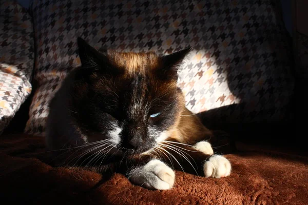 Tailandês Siamês Gato Dia Sonhando Com Treinador — Fotografia de Stock