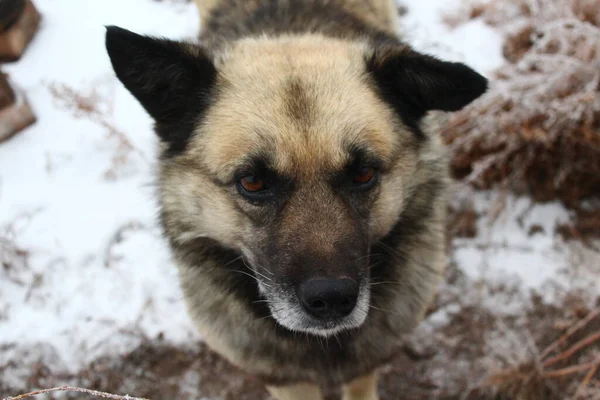 Senior Dog Fluffy Fur Med Snöflingor Gården Snöfall Blizzard Porträtt — Stockfoto