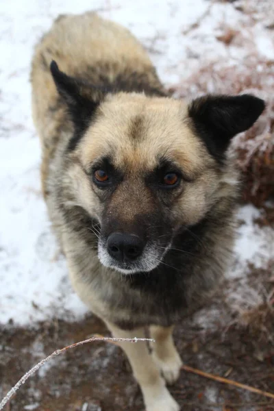 スノーフォールブリザードの間 ヤードでスノーフレークとシニア犬ふわふわの毛皮 ポートレートの焦点は 好奇心を持ってカメラを見る茶色の目 — ストック写真