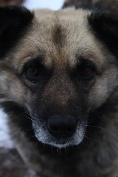 Perro Mayor Piel Esponjosa Con Copos Nieve Patio Durante Las — Foto de Stock