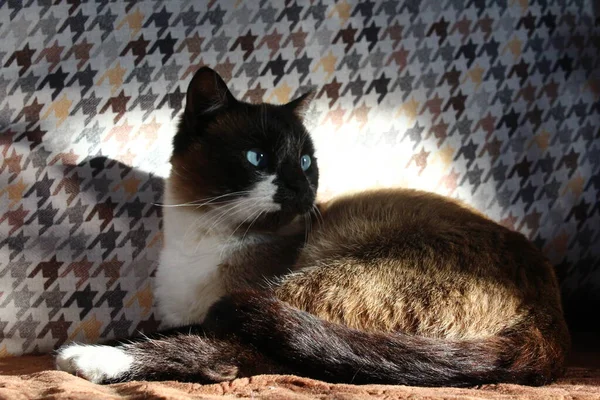 Tailandês Siamês Gato Dia Sonhando Com Treinador — Fotografia de Stock