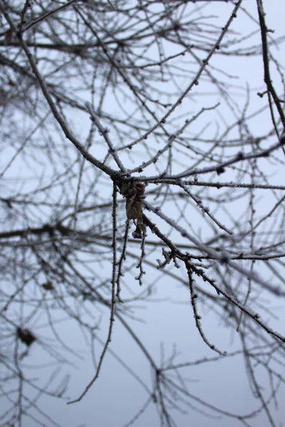 Mrożone Gołe Drzewo Pokryte Mrozem Śniegiem — Zdjęcie stockowe