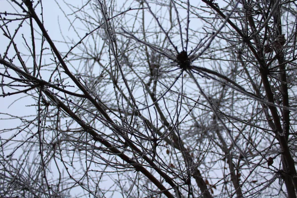 Buz Karla Kaplı Donmuş Çıplak Ağaç — Stok fotoğraf