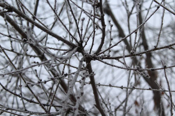 冰冻的光秃秃的树 覆盖着霜雪 — 图库照片