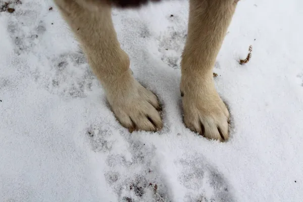 Köpeğin patileri karda birbirine yakın.