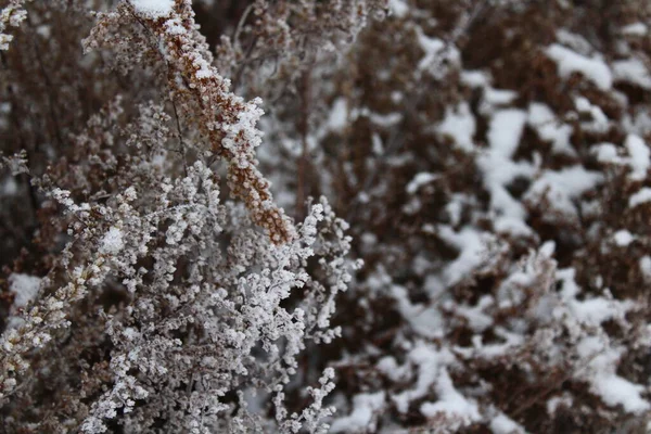 冬天覆盖着霜雪的干草 — 图库照片