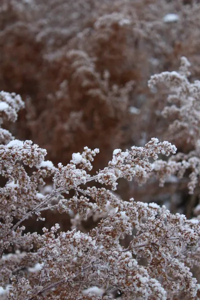 Сухая Трава Покрытая Морозом Снегом Зимой — стоковое фото