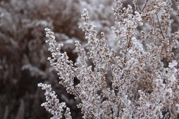 Droog Gras Bedekt Met Vorst Sneeuw Winter — Stockfoto