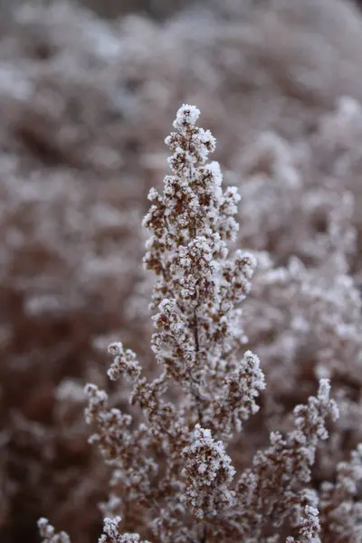 Droog Gras Bedekt Met Vorst Sneeuw Winter — Stockfoto