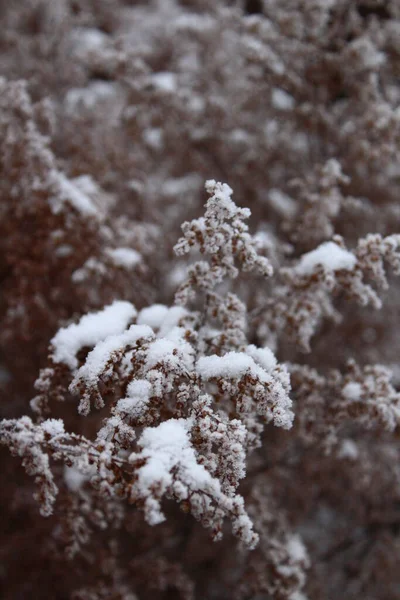 冬は霜や雪に覆われた乾いた草 — ストック写真