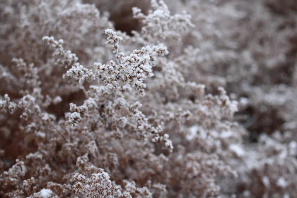 Сухая Трава Покрытая Морозом Снегом Зимой — стоковое фото