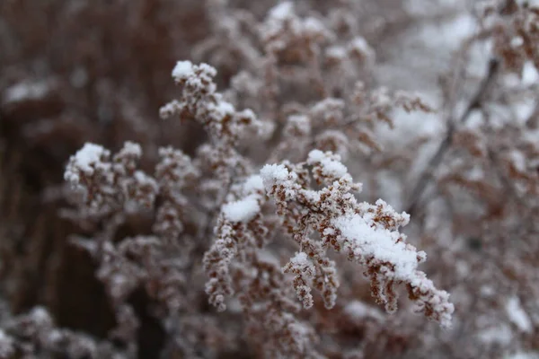 Droog Gras Bedekt Met Vorst Sneeuw Winter — Stockfoto