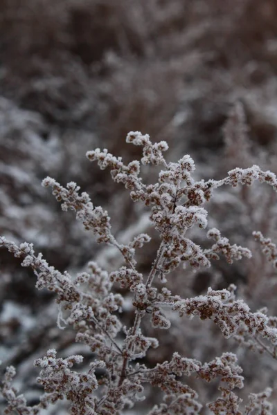 Trockenes Gras Mit Frost Und Schnee Winter — Stockfoto