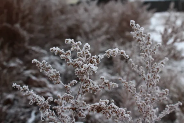 Herbe Sèche Couverte Givre Neige Hiver — Photo