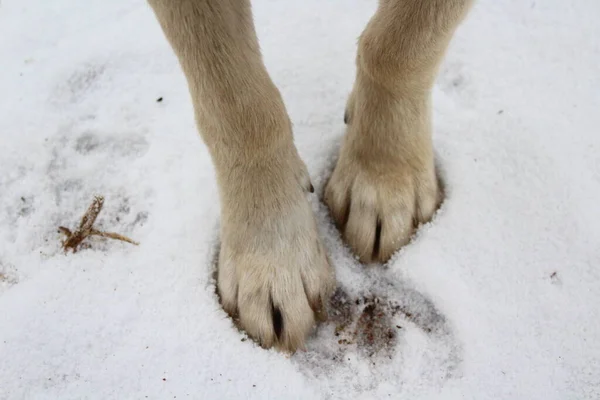 Pies Perro Primer Plano Nieve —  Fotos de Stock