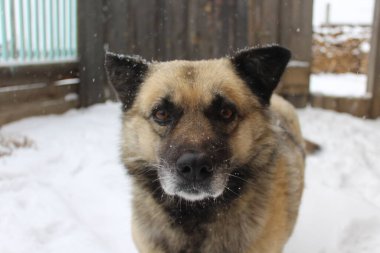 Kıdemli Köpek Fluffy Tüylü Kar Taneleri ile Yard 'da Kar Fırtınası Tipi sırasında Kameraya Bakıyor