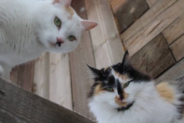 Tahta çitte iki kedi 