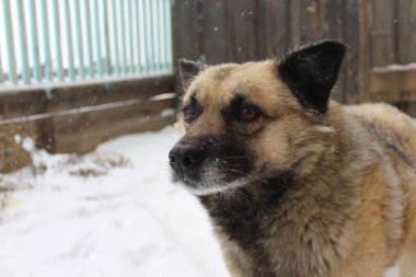 Kıdemli Köpek Fluffy Tüylü Kar Taneleri ile Yard 'da Kar Fırtınası Tipi sırasında Kameraya Bakıyor