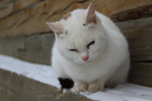 Biały Kot Puszyste Futra Wąsy Różowym Nosem Niebieskie Oczy Słodkie — Zdjęcie stockowe