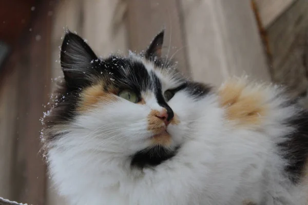Flauschige Katze Mit Schneeflocken Pelz Outdoor Winterschnee — Stockfoto
